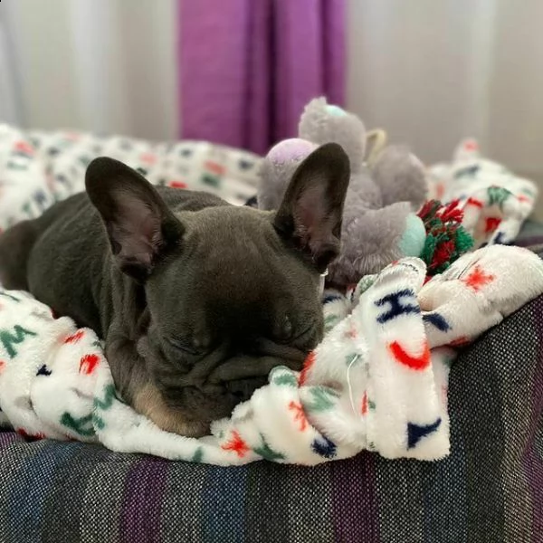 disponibili cuccioli di bulldog francese