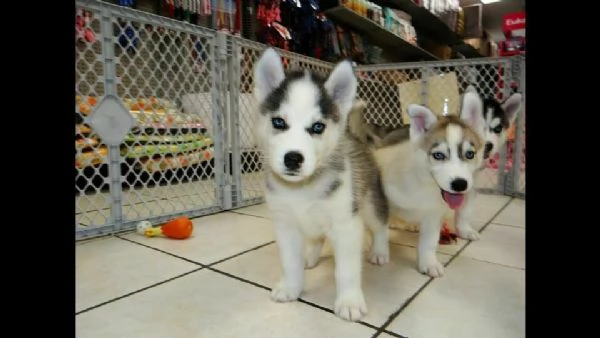 husky siberiano di tre mesi, 