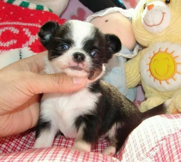 chihuahua pincher di tre mesi,