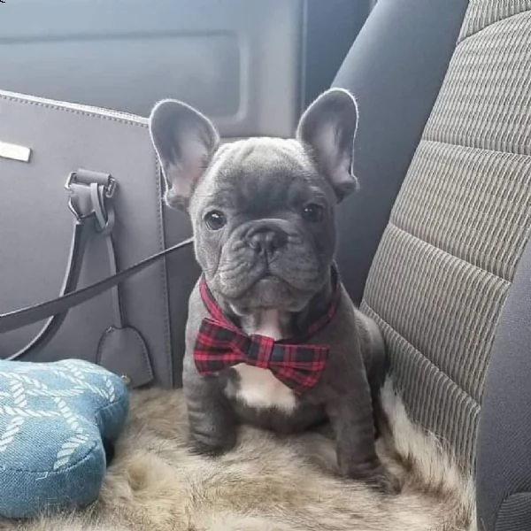 bulldog francese