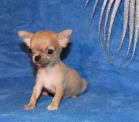 chihuahua da borsetta