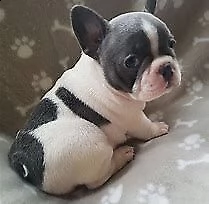 cuccioletto di bull dog francese perfetti