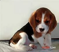cucciolo di beagle