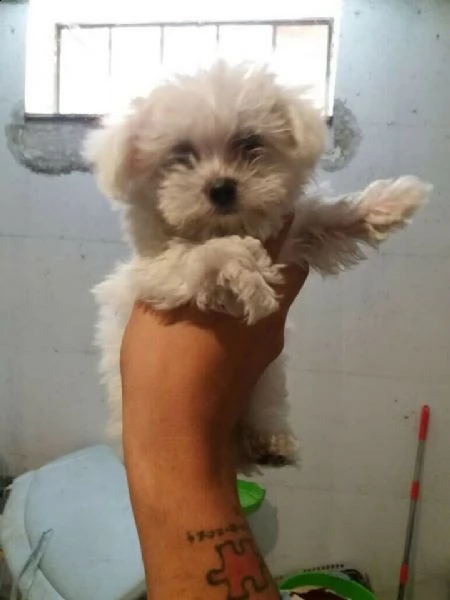 maltese toy femmina