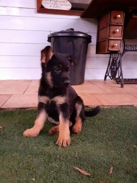 bellissimi cuccioli di pastore tedesco con pedigree