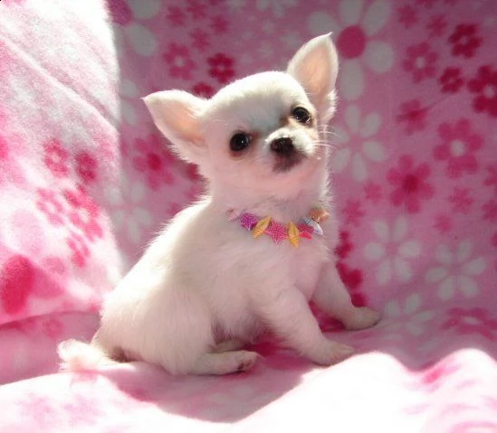 bellissimi cuccioli chihuahua disponibili per l'adozione gratuita. i cuccioli sono molto sani giocos