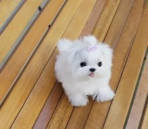 bellissimi cuccioli micro teacup maltese  disponibili per l'adozione gratuita. i cuccioli sono molto
