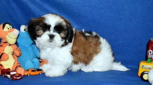 bellissimi cuccioli shitzu  disponibili per l'adozione gratuita. i cuccioli sono molto sani giocosi 