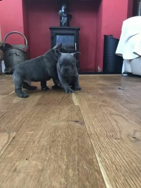 6 favolosi cucciolati di bulldog francesi nati in ambiente familiare 