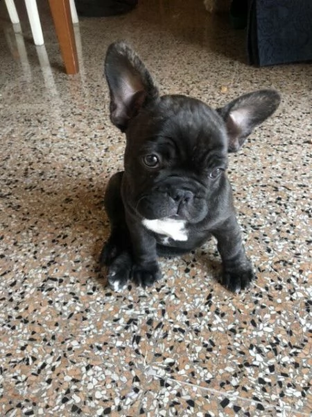 cucciola di bulldog francese