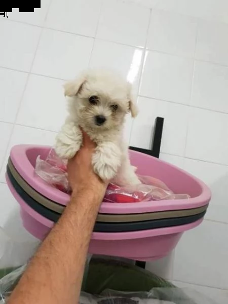vendo maschio toy italiano maltese mini bianco