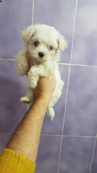 piccolo e bianco di maltese toy maschio bello mini mini .