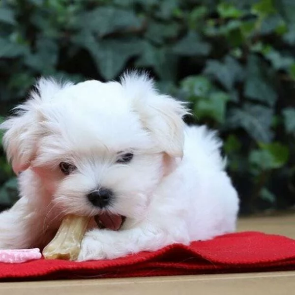 splendidi cuccioli di maltese toy