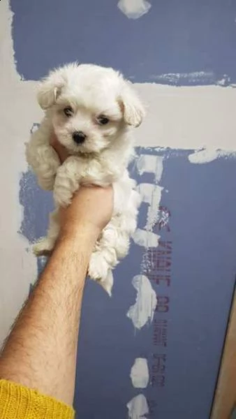 cucciolino sesso maschio di maltese toy mini mini vaccinato