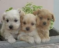 cucciolo di barboncino maltese mini toy inteligentissimo