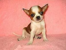 bellissimo cucciolo di chiwawa mini mini toy perfettissimi 