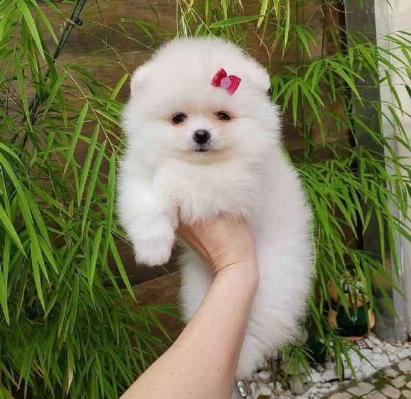 femmina bianco spitz