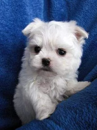 affettuosissimo cucciolo di maltese mini toy