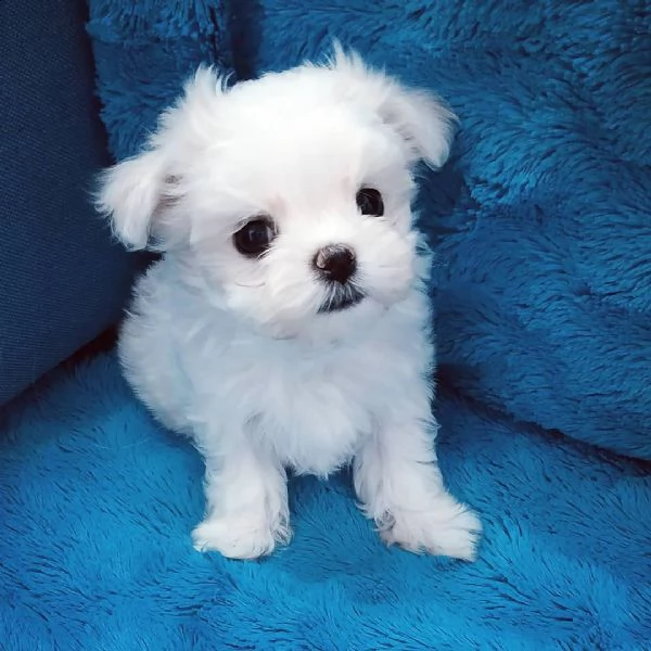 bianchi cuccioli maltese | Foto 0