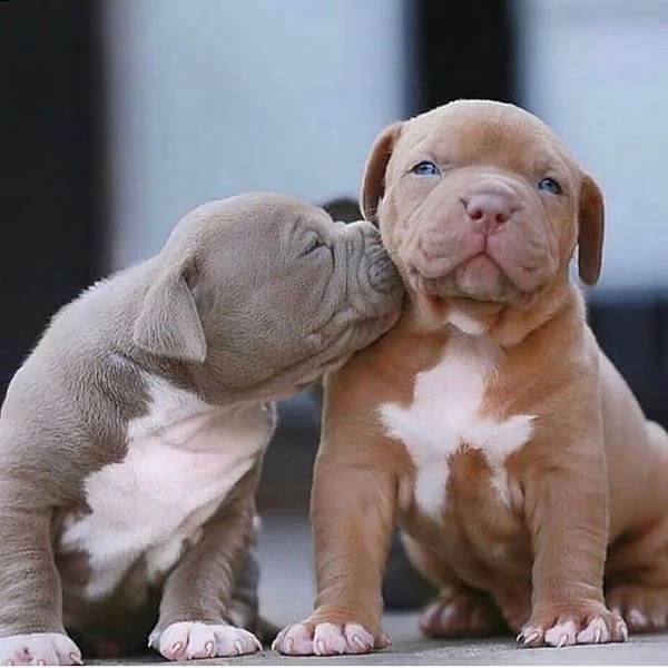 cuccioli di pit bull terrier