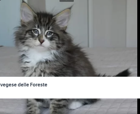 cuccioli norvegese delle foreste | Foto 1