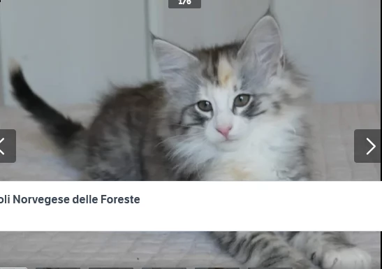 cuccioli norvegese delle foreste