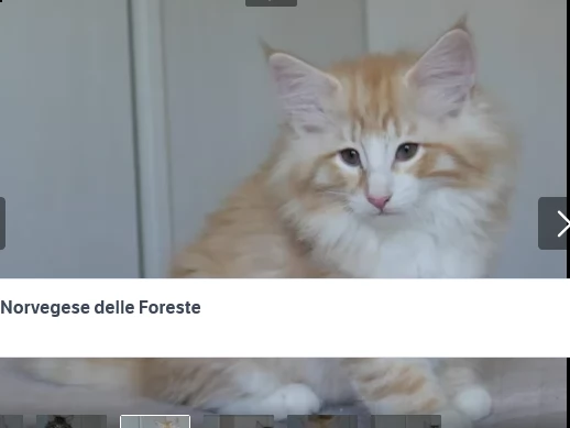 cuccioli norvegese delle foreste | Foto 0