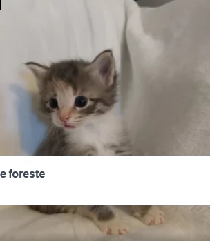 cuccioli norvegesi delle foreste | Foto 1