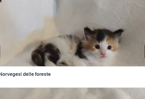 cuccioli norvegesi delle foreste