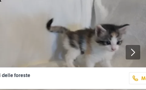 cuccioli norvegesi delle foreste | Foto 0