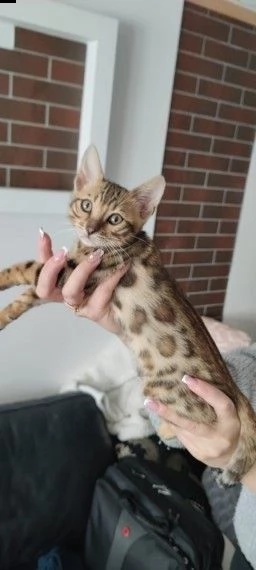 ultima cucciola di gatta razza bengala | Foto 1