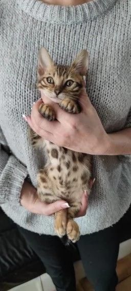 ultima cucciola di gatta razza bengala | Foto 0