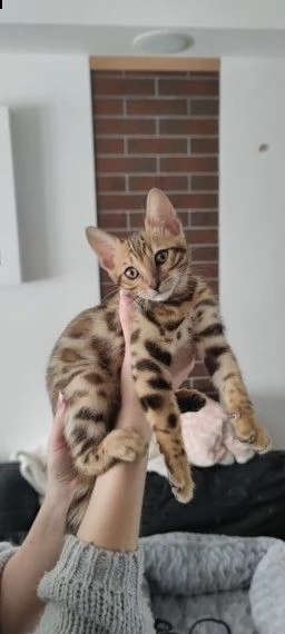 ultima cucciola di gatta razza bengala