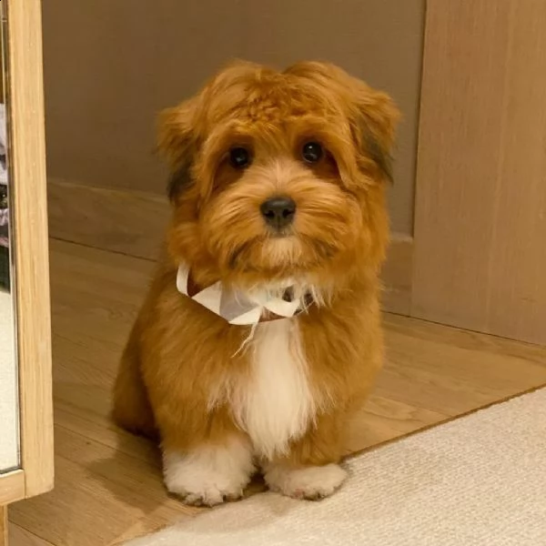 cuccioli registrati in vendita ora