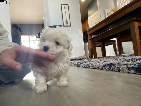 cuccioli maltesi registrati in vendita ora.