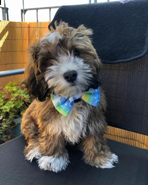 cuccioli registrati in vendita ora.