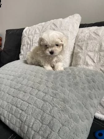 cuccioli registrati in vendita ora.