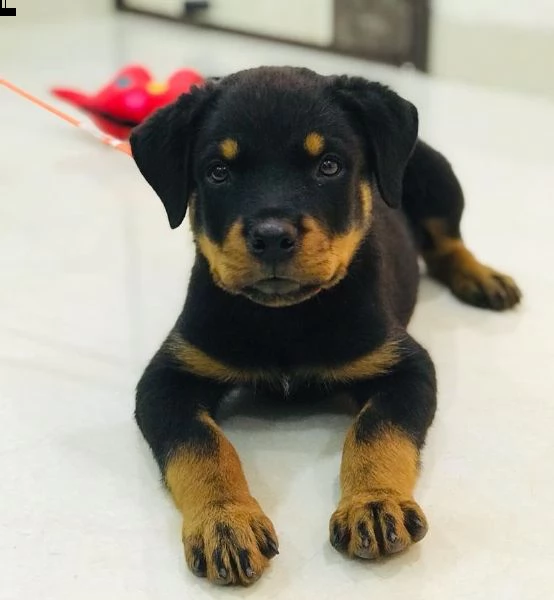 cuccioli di rottweiler in vendita ora.