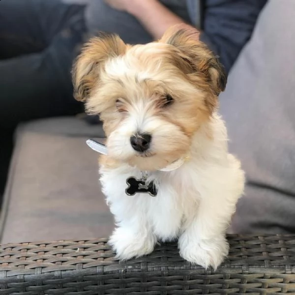 cuccioli in vendita ora.