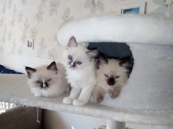 magnifici cuccioli ragdoll