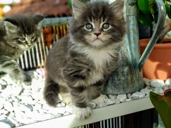 cuccioli gattini maine coon