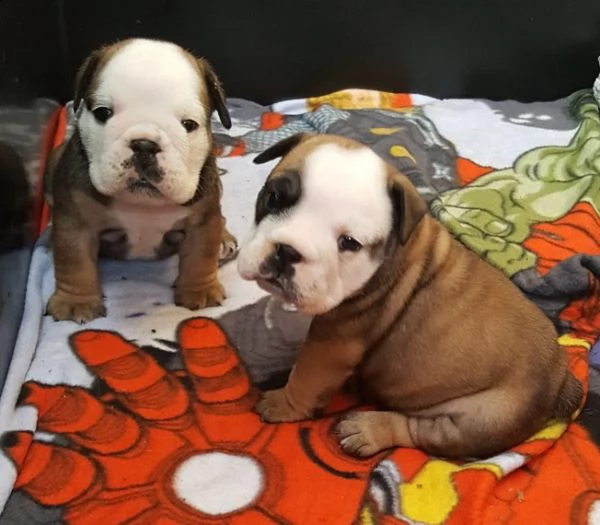 regalo bulldog inglese cuccioli disponibili