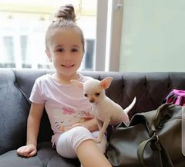 cuccioli di chihuahua disponibili in adozione gratuita