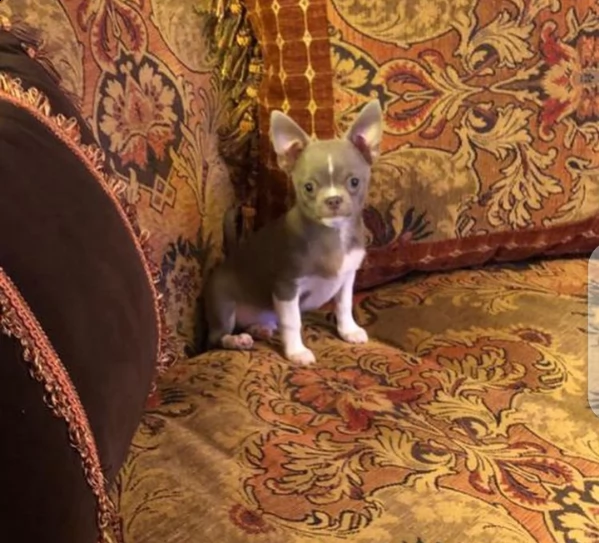 cuccioli di chihuahua disponibili in adozione gratuita | Foto 1