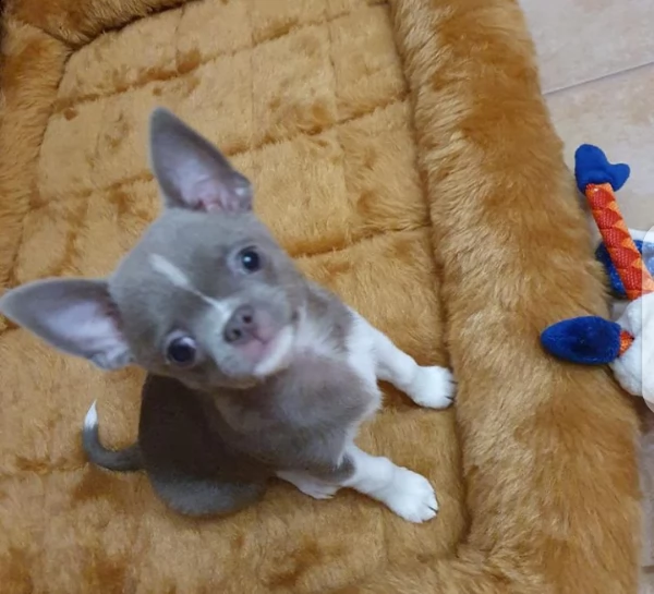 cuccioli di chihuahua disponibili in adozione gratuita | Foto 0