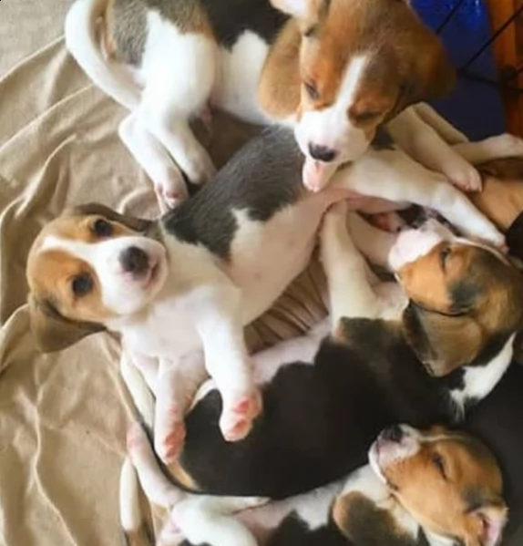cuccioli di beagle maschio e femmina di 13 settimane
