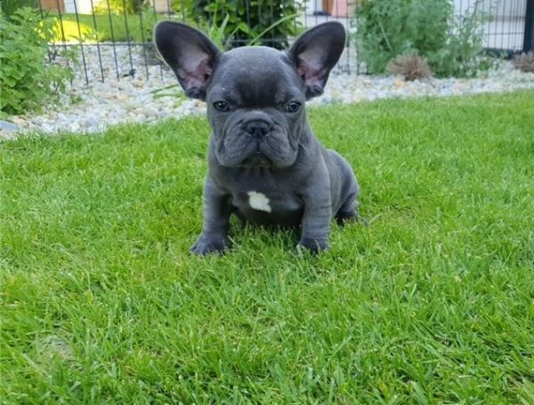 bouledogue francese