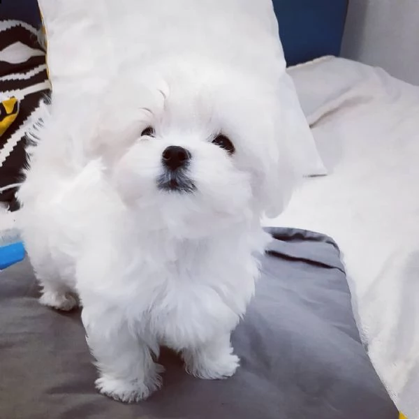 maltese mini toy cuccioli