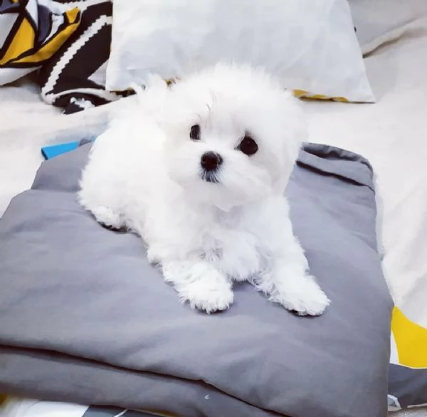 maltese mini toy cuccioli | Foto 0