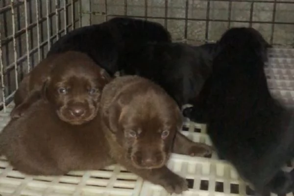 regalo cuccioli di labrador